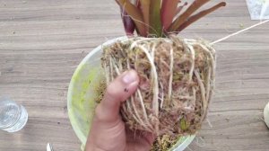 Aprenda como fazer kokedama de forma simples com materiais de fácil acesso e baixo custo