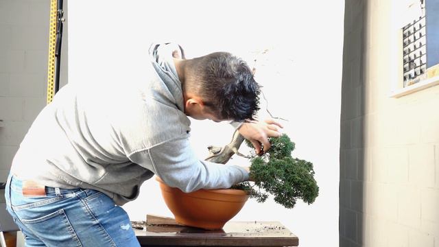 Juniperus chinensis han-kengai | Yama Bonsai Studio