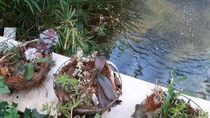 Оранжерея Таврического сада / Прогулка/Обзор растений