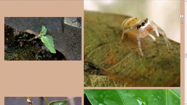 Photography by CarlaAnneQ — IMPERMANENT - https://carly31.github.io смотреть онлайн