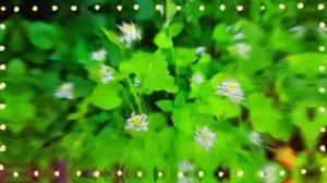 ?Доброго утра благословенного дня!?Красивое музыкальное пожелание доброго утра?