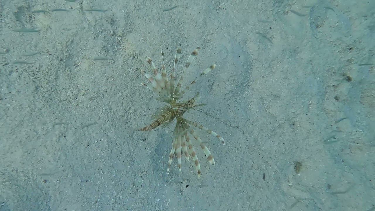 Рыбы Мальдив: Крылатка (Lion Fish, Рыба-Лев)