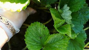 Тугоукореняющиеся сорта земляники в  сезоне 2020