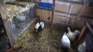 Курятник на двадцать кур