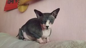 Кошка сфинкс — какой у него характер