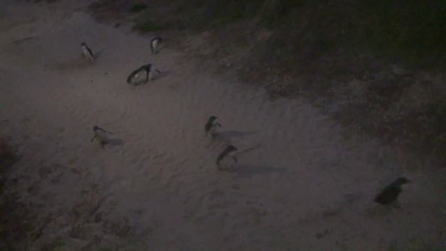 Парад Пингвинов. Остров Филиппа, Мельбурн, Австралия. Penguin Parade. Melbourne, Australia смотреть онлайн