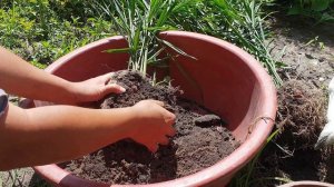 When to harvest red ginger plants in polybags