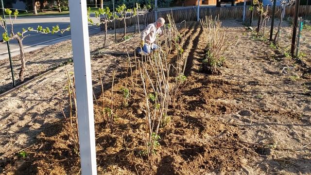 20200508 Planting Himbo Top Raspberries 6 смотреть онлайн