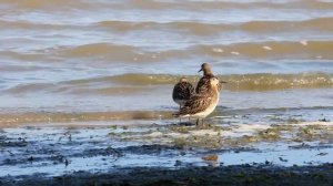 Кулики Ленинградской области Charadriiformes