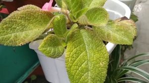 Episcia in Bloom