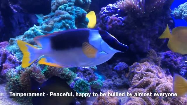 Edgar the Magnificent Foxface (Siganus magnificus) смотреть онлайн