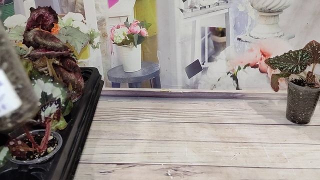 Бегония - любовь моя. Часть 3-1 .Бегонии малышки. смотреть онлайн