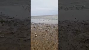 На берегу Азовского моря, Таганрог.