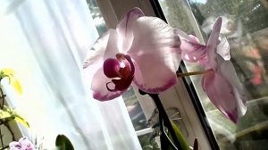 Орхидея Phalaenopsis Champion Lightning  Phalaenopsis Orchid.mp4