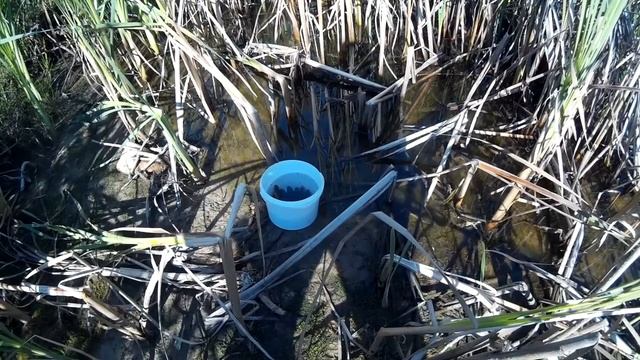 Карп , карась ,линь - в своем пруду. Зарыбление пруда на даче . смотреть онлайн