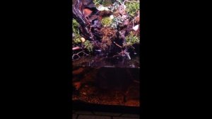 Paludarium - See Non Vertical Video at https://youtu.be/EMYttIlhU_Y