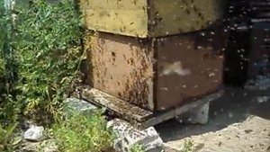 Как поймать Рой?  Ни чего сложного, просто корпуса с сушью и рой приманить легко!