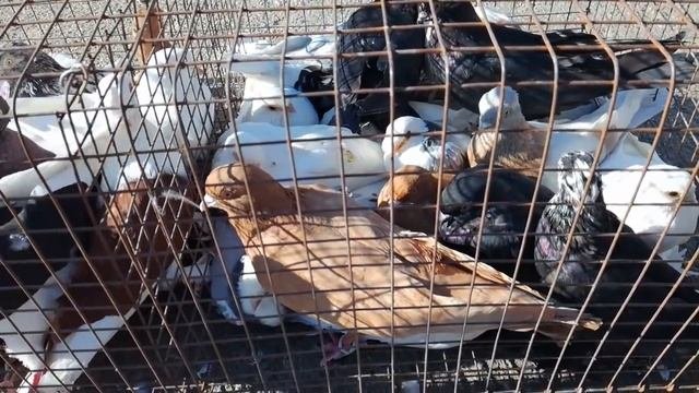 20. 09. 2020 г. Птичий рынок, г. Ставрополь / Bird Market, Stavropol