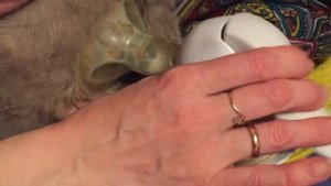 Сцеживаем молоко у кошки после того как разобрали котят,чтобы не было мастита