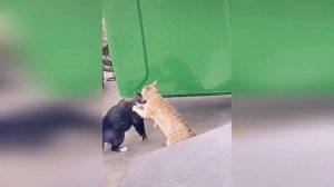 КОШАЧЬИ ДРАКИ ЧАСТЬ 2 | ANGRY CATS | NEW COMPILATION VIDEO DECEMBER 2021