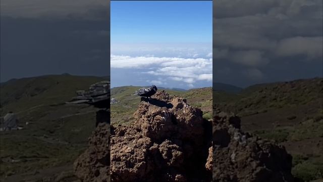 остров Ла Пальма. Черный ворон, что ж ты вьёшься