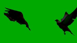 Top 12 Black Birds flying green screen effects with sound HD footages | bird fly chroma key