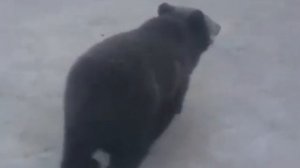 алабай против медведя, жёстко и жестоко
