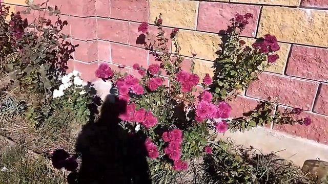Цветение хризантем в октябре! Очень красиво!