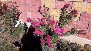 Цветение хризантем в октябре! Очень красиво!