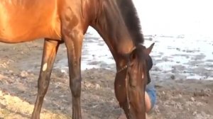 Big Black Horse with Girls Trainer - Horse Mating With Humans For Real  Interesting World
