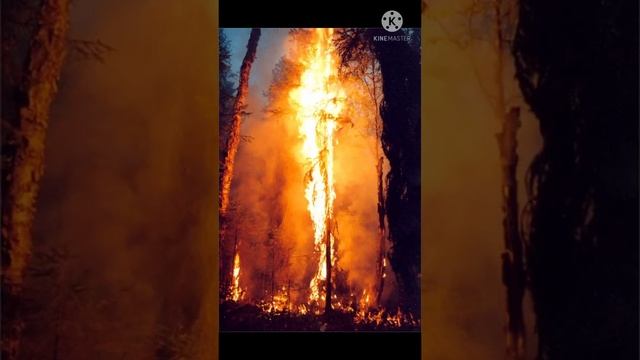 Балдини remix❤️ смотреть онлайн