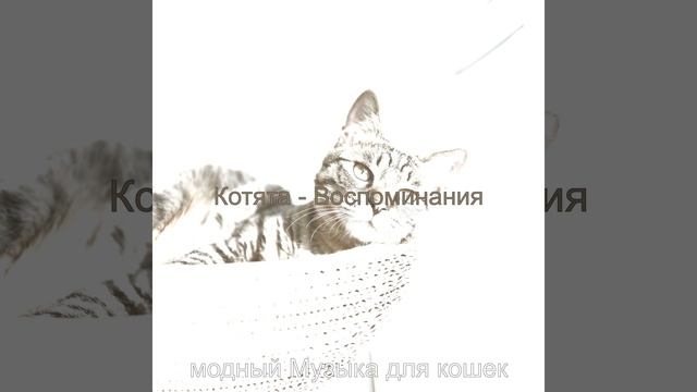 Созерцая (Подчеркнутые кошки)