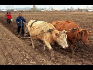 Жизнь в китайской деревне: вспашка земли быками