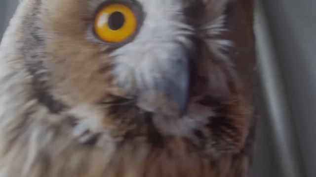 Сова крупным планом,пьет, показывает язык смотреть онлайн