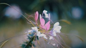 Почему мужчины любят баловать капризных женщин, а не достойных