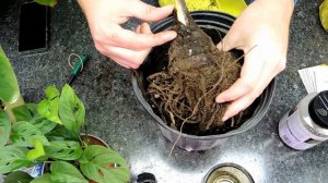 Planting a Dormant Musa (Banana) Corm - Ice Cream Banana