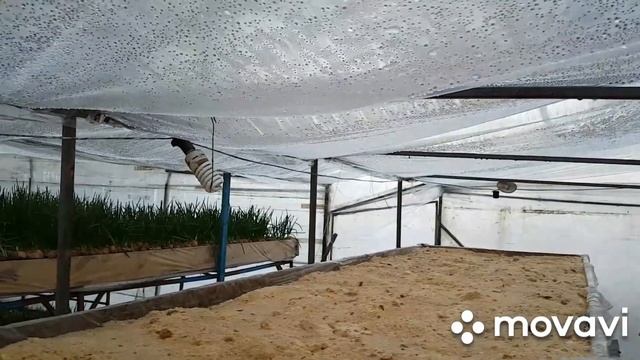 Лук на опилках. Готовим грунт смотреть онлайн