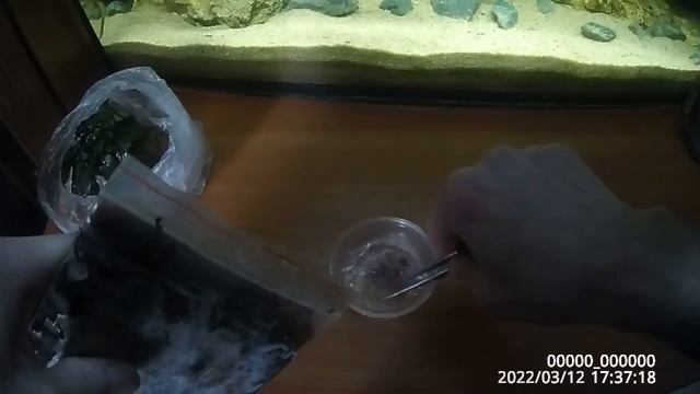 Как я кормлю аквариумных рыбок замороженным мотылём | Как правильно кормить рыбок мотылём | Мотыль смотреть онлайн