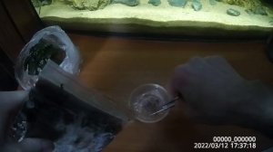Как я кормлю аквариумных рыбок замороженным мотылём | Как правильно кормить рыбок мотылём | Мотыль