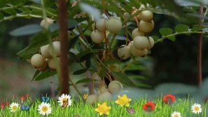 Рябина кашмирская ? Обзор: посадка и уход. крупномеры рябины : описание и особенности