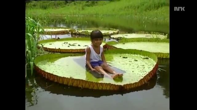 Kid on Victoria Amazonica Leaf.mp4 смотреть онлайн