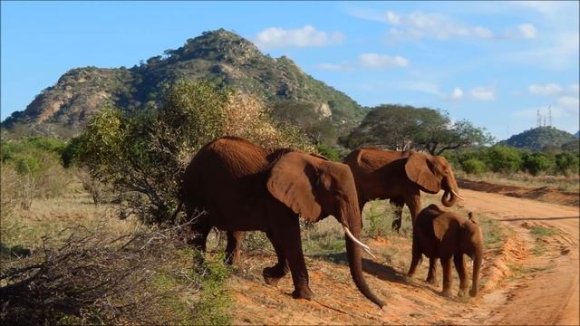 Kenya Safari With A Nikon L820 - Tsavo East/Tsavo West смотреть онлайн