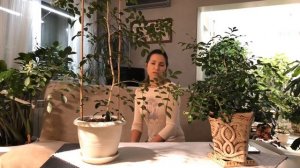 МУРРАЙЯ УХОД И ЦВЕТЕНИЕ 4К