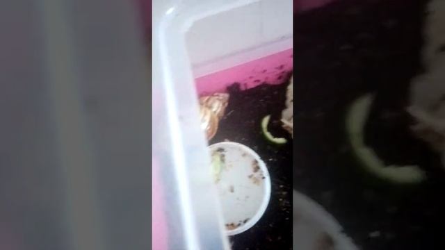 Вот моя улитки ахатины смотреть онлайн