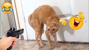 Funny cats 😂 episode 94 #shorts