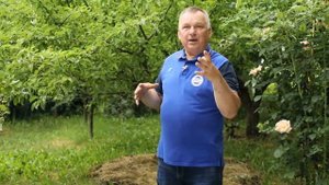 КОМУ и ДЛЯ ЧЕГО может быть полезна ЛЕТНЯЯ ОБРЕЗКА плодовых деревьев?