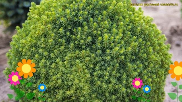 Ель канадская Альберта Глоб. Краткий обзор, описание характеристик picea glauca Alberta Globe смотреть онлайн