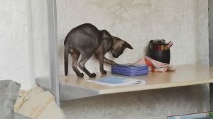 канадский  СФИНКС КУСАЕТ свой ХВОСТ / тот самый потеряшка Марсель