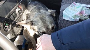 Собака по кличке Марта