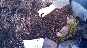 ЦВЕТЫ БАРХАТЦЫ (Чернобривцы ) В САДУ.